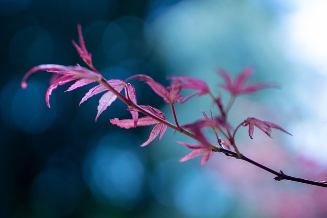 Erzincan Japon Kore Yedek Parça