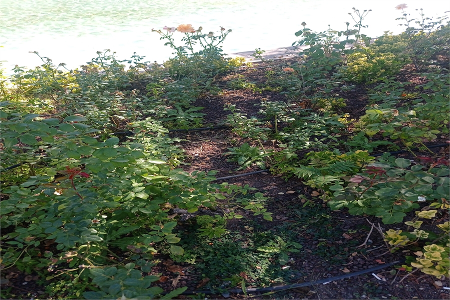 Chery Yedek Parça Kelebek Cam (Ön)