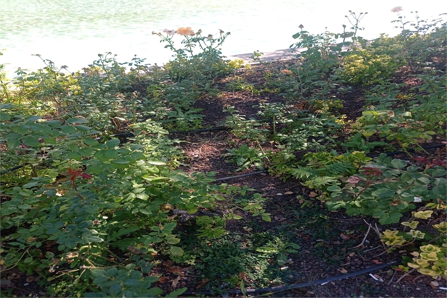 Honda Yedek Parça Bagaj