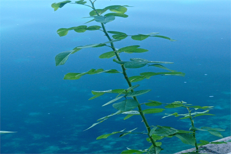 Mitsubishi Yedek Parça Şasi (Sol)