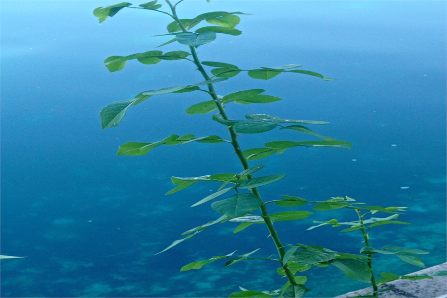 Mitsubishi Yedek Parça Tampon Demiri