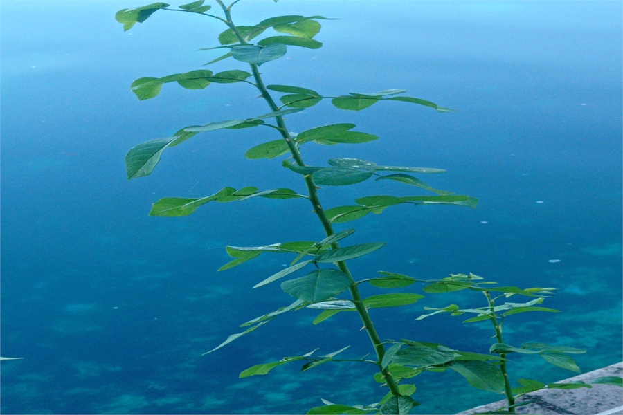 Mitsubishi Yedek Parça Tampon Reflektörü