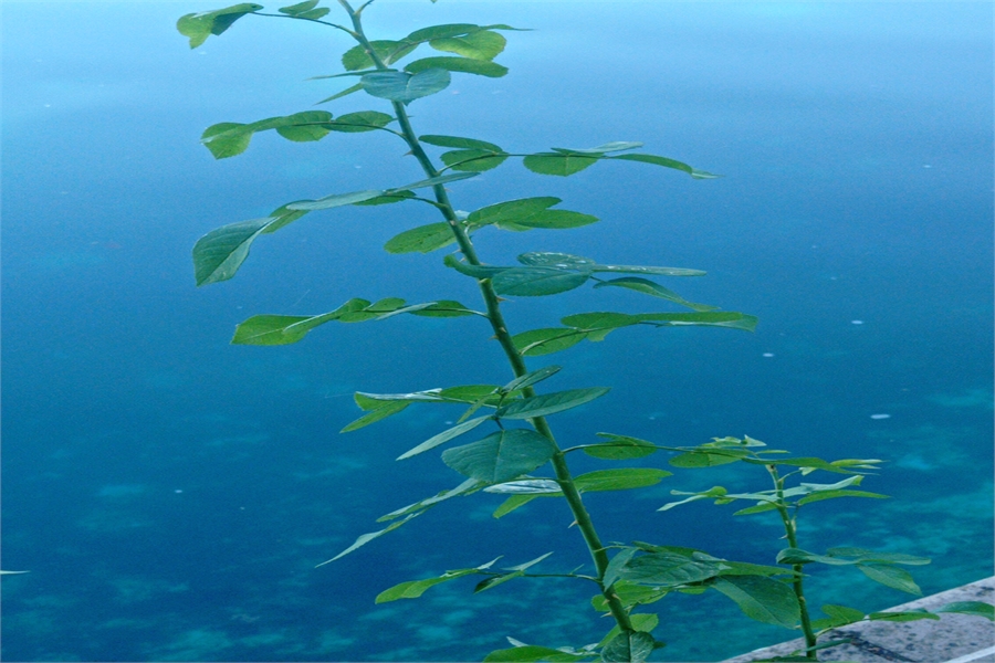 Mitsubishi Yedek Parça Tampon Tutacağı