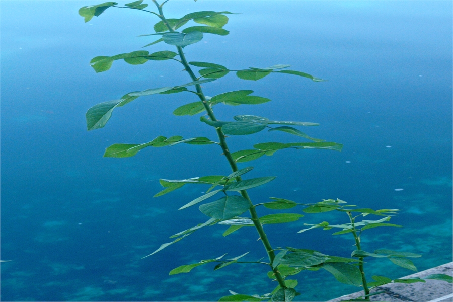 Mitsubishi Yedek Parça Tavan Sacı