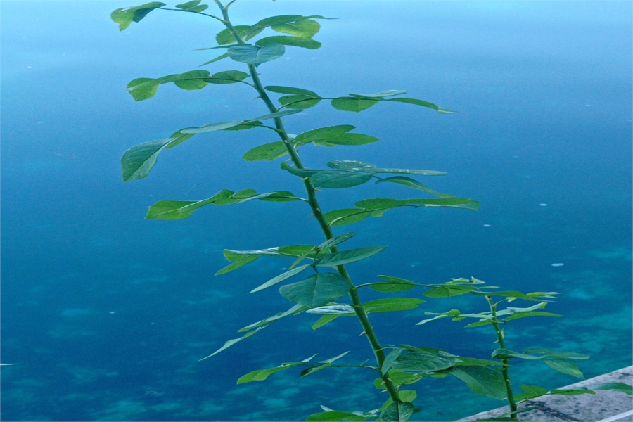 Toyota Yedek Parça Kelebek Cam (Ön)