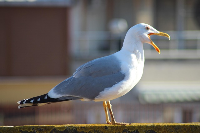 İstanbul Sultanbeyli Suzuki Yedek Parça